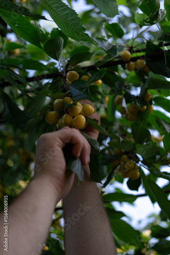 Two hands reaching up to pick ripe cherries from a tree, expressing simplicity, nature, and self-reliance.
Keywords:
