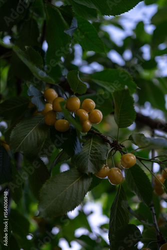 Ripe yellow cherries hanging on a tree branch under soft natural light. Perfect for topics related to organic farming, summer harvest, or healthy eating.