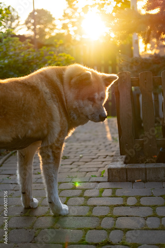 Akita inu  in the sunlight.  A golden hour scene of a dog glowing in the soft sunlight near a wooden fence — warm and nostalgic feel.
