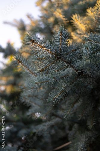 Soft golden sunlight illuminating the needles of a blue spruce tree — natural texture and seasonal mood.
