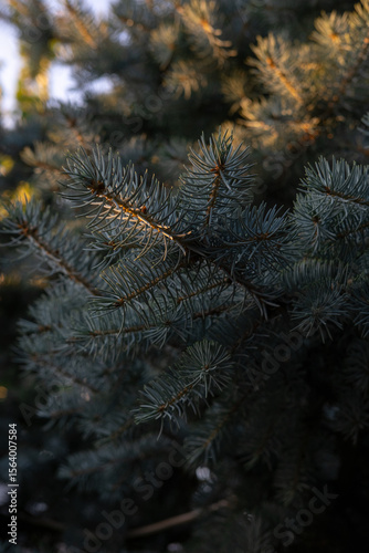 A visual contrast of blue pine needles and warm evening sun — moody and atmospheric, perfect for winter or holiday stock use.