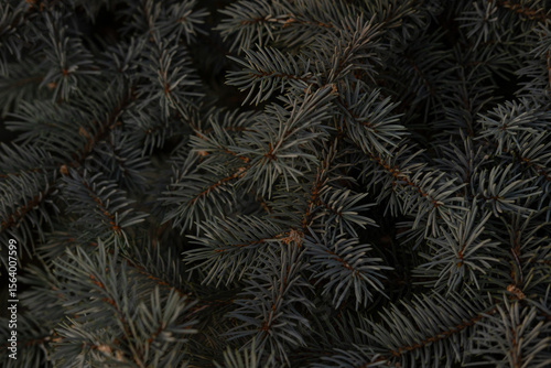 Dark white spruce close-up.
Moody and detailed close-up of dark spruce branches — ideal as texture, background, or nature-themed stock.