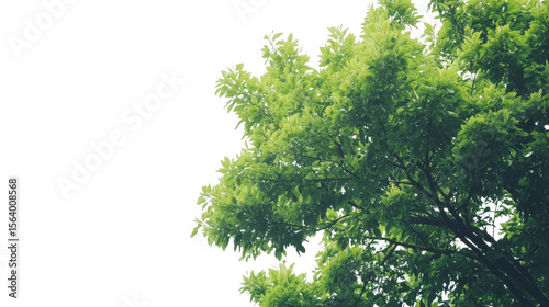 Lush green tree foliage with branches isolated on transparent background