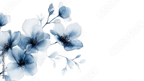 Delicate blue watercolor flowers and buds on a transparent background isolated on transparent background