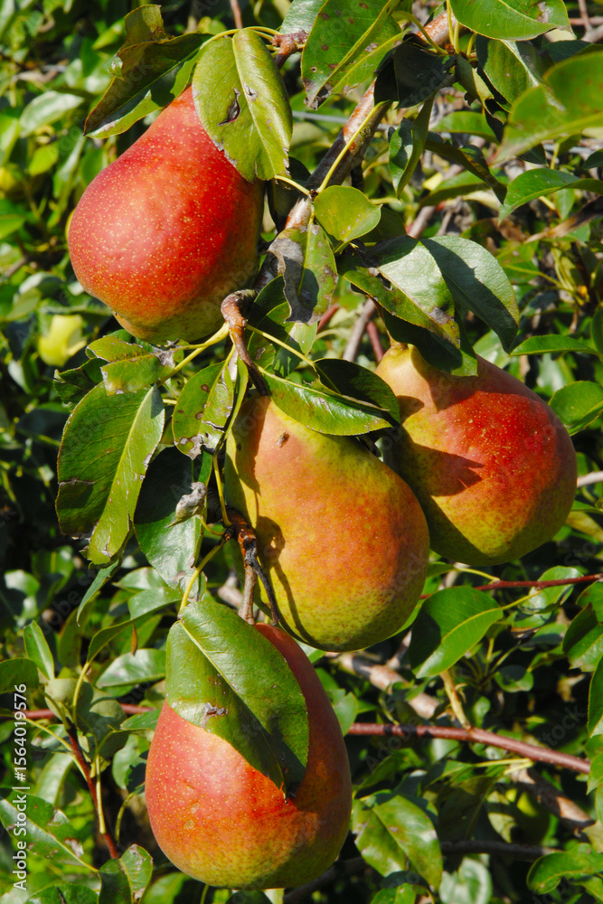 Birne, Pyrus communis, Birnenfrüchte am Baum Birne, Pyrus communis, Birnenfrüchte am Baum