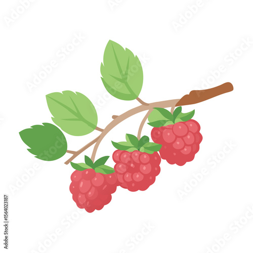 Ripe raspberry branch illustration, vector design, organic fruit art, fresh produce concept