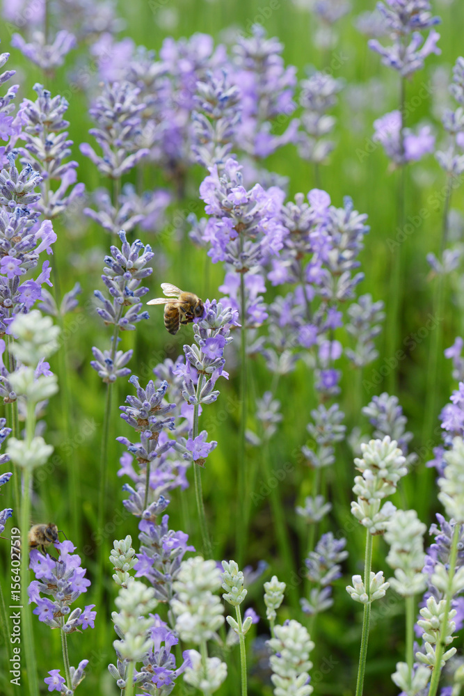 Obraz premium Lavendel, Lavandula angustifolia