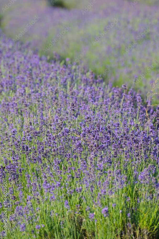 Lavendel, Lavandula angustifolia Lavendel, Lavandula angustifolia