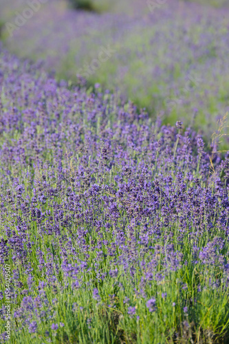  Lavendel,  Lavandula angustifolia