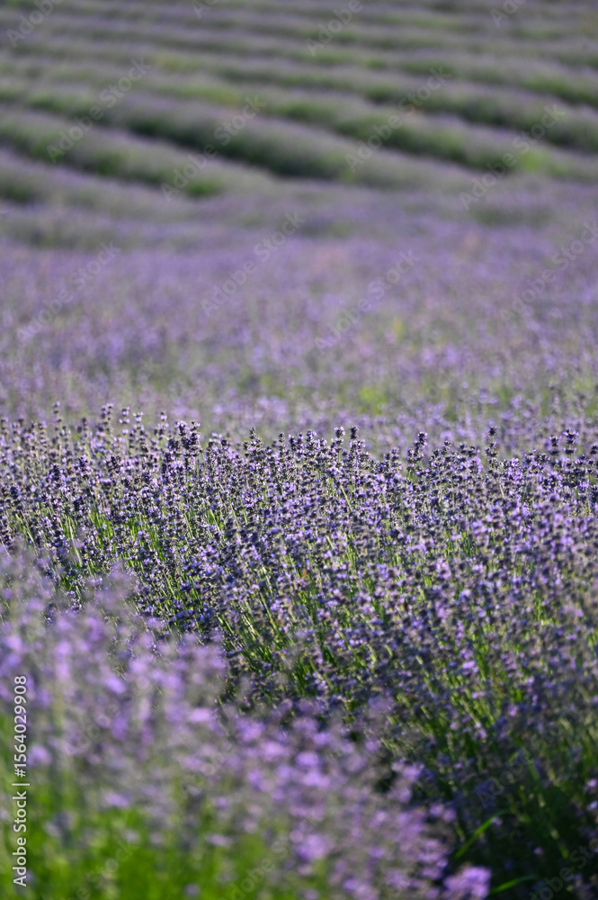 Naklejka premium Lavendel, Lavandula angustifolia