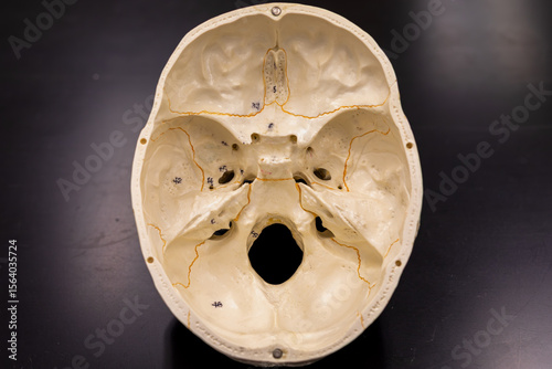 View inside human skull showing cranial floor and foramina