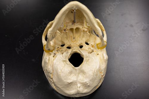 Inferior view of skull showing foramen magnum and occipital bone