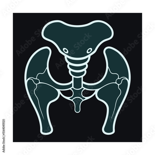Pelvis bone diagram