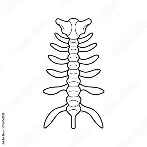 Vertebrae spine