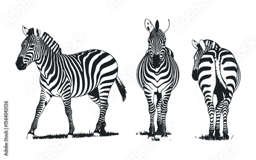 Three Zebra Silhouettes in Various Positions Black and White Line Art Illustration white zebra illustrations showcasing different views the animal zebra animal wildlife