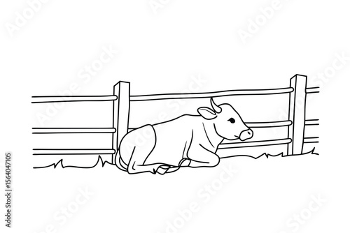Cow resting near wooden fence lying down animal