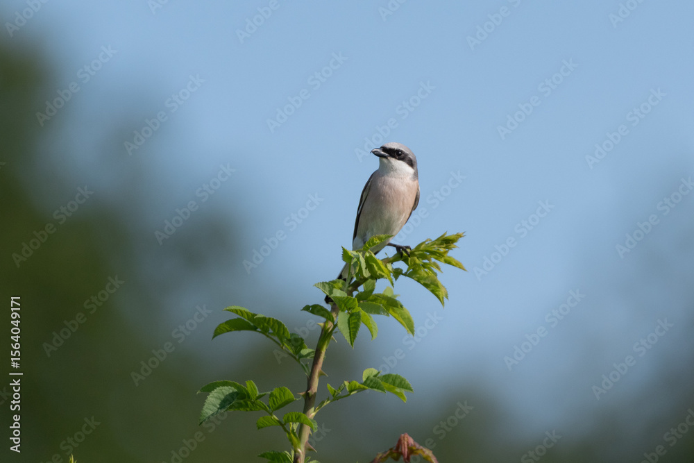 Obraz premium Neuntöter