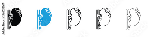 Kidney disease icon in Editable stroke and solid flat vector pack