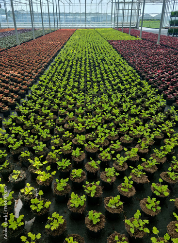 Production en serre d’heuchères colorées. horticulture durable, jeunes plants en godets, vivaces pour massifs fleuris, culture ornementale en pépinière professionnelle