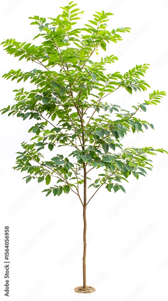 Obraz premium Isolated young tree with lush green leaves and a thin brown trunk on white background image