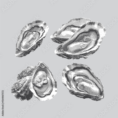 Oyster, oyster vector, oyster illustration, line drawing on grey background.