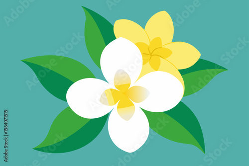 white frangipani flower