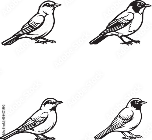 vector illustration of american robin bird