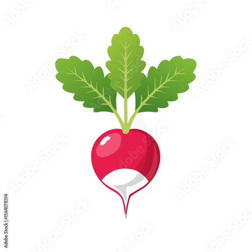 Radish Food Icon Isolated on a Transparent Background 