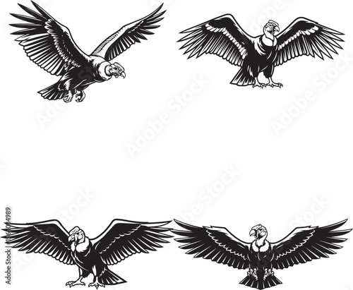 vector illustration of andean condor bird