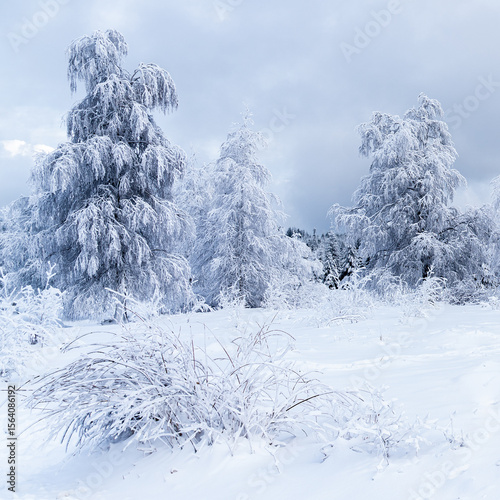 Snowy trees in a winter forest 