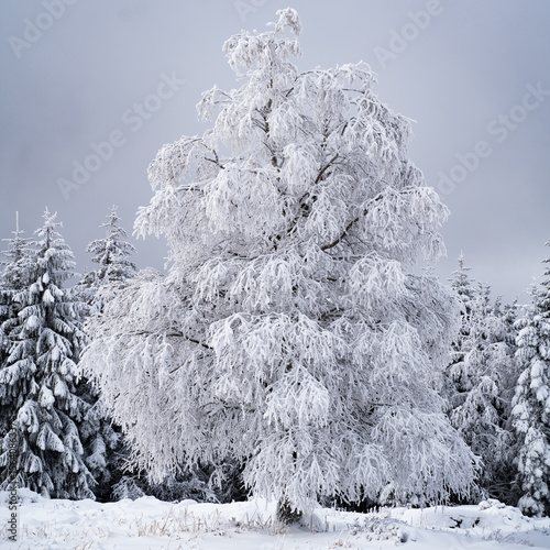 A tree covered in the winter snow