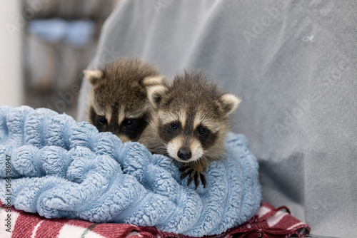 Raccoons in care at a wildlife rehabilitation centre. 