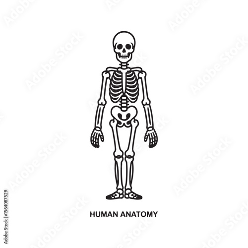 Black and White Human Skeleton Anatomy Illustration