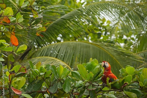 Scarlet macaw in the Corcovado National Park in Costa Rica