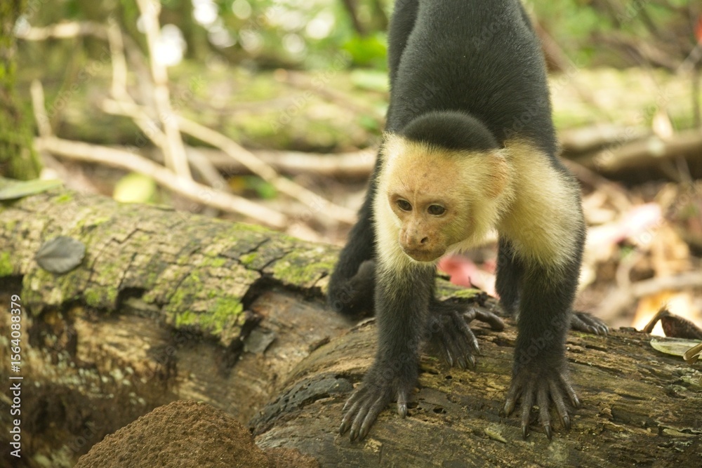 Naklejka premium white face monkey in a rainforest in Costa Rica