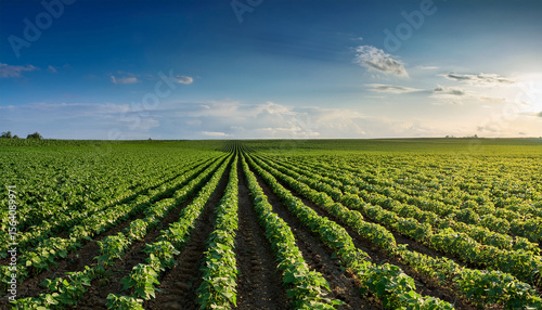 gmo soybean field high resolution stock photo of genetically modified soybeans