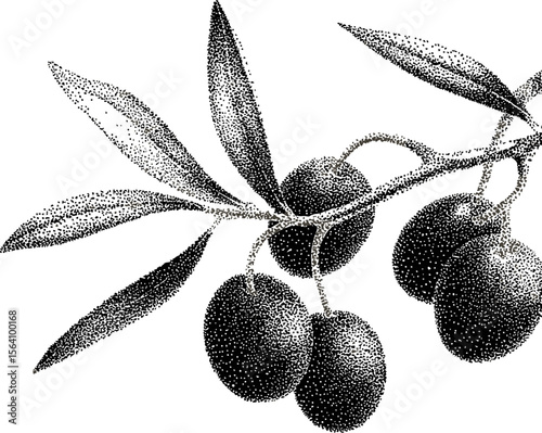 Pointillism drawing of olive branch with leaves and fruit, black and white art. Vector illustration