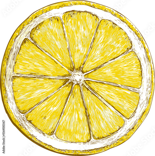 Illustration of a yellow lemon slice with detailed texture sketched style. Vector illustration