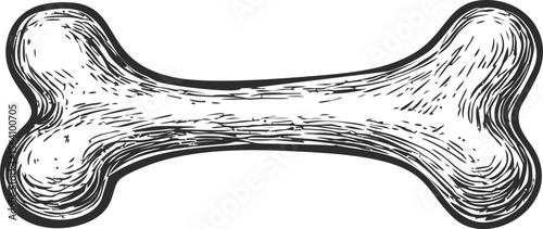 Black and white sketch of a bone with detailed shading, vintage. Vector illustration