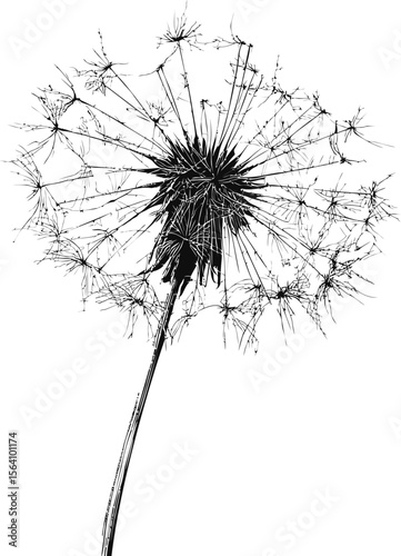 Black and white sketch of a dandelion with seeds blowing in the wind. Vector illustration