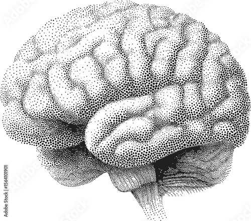 Intricate black and white dot illustration of a human brain anatomy. Vector illustration