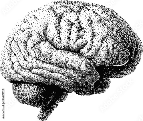 Detailed stipple illustration of a human brain, black and white concept art. Vector illustration