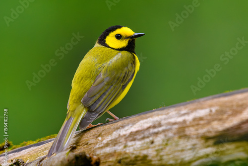 Hooded Warbler