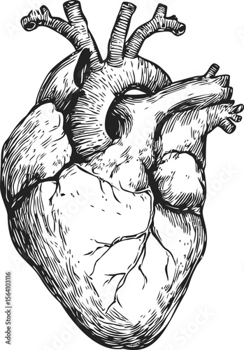 Anatomical heart illustration in black and white, detailed sketch art concept. Vector illustration