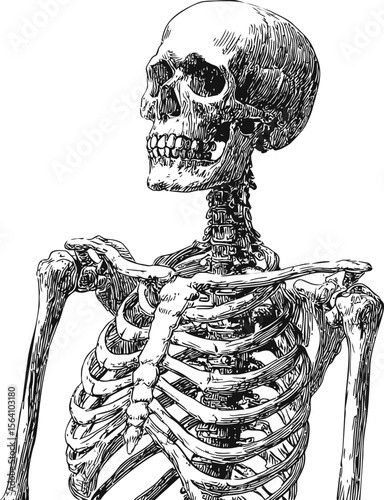 Detailed black and white illustration of a human skeleton front view. Vector illustration in sketch style