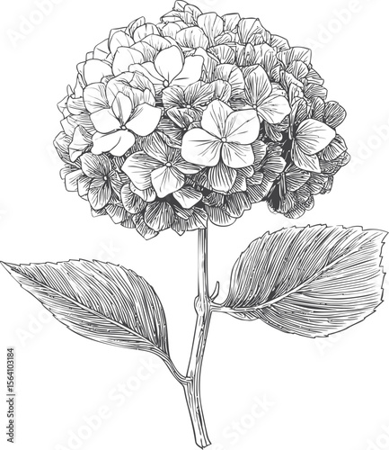 Black and white illustration of hydrangea flower detailed botanical drawing. Vector illustration in sketch style