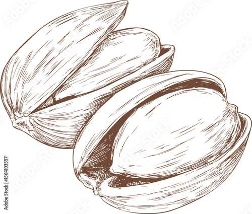 Illustration of two detailed pistachios with shells open, sketched in brown ink. Vector illustration