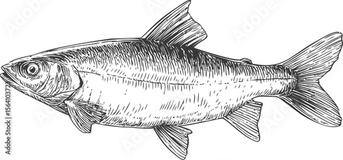 Detailed black and white sketch of a fish with intricate linework. Vector illustration