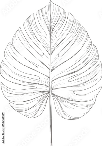 Monstera leaf pencil drawing with detailed line art. Vector illustration in sketch style