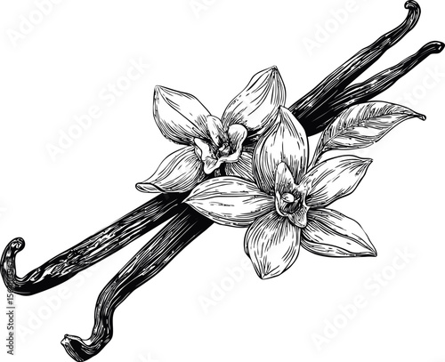 Black and white vanilla flowers and pods. Vector illustration in sketch style